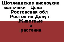 Шотландские вислоухие мальчики › Цена ­ 3 200 - Ростовская обл., Ростов-на-Дону г. Животные и растения » Кошки   . Ростовская обл.,Ростов-на-Дону г.